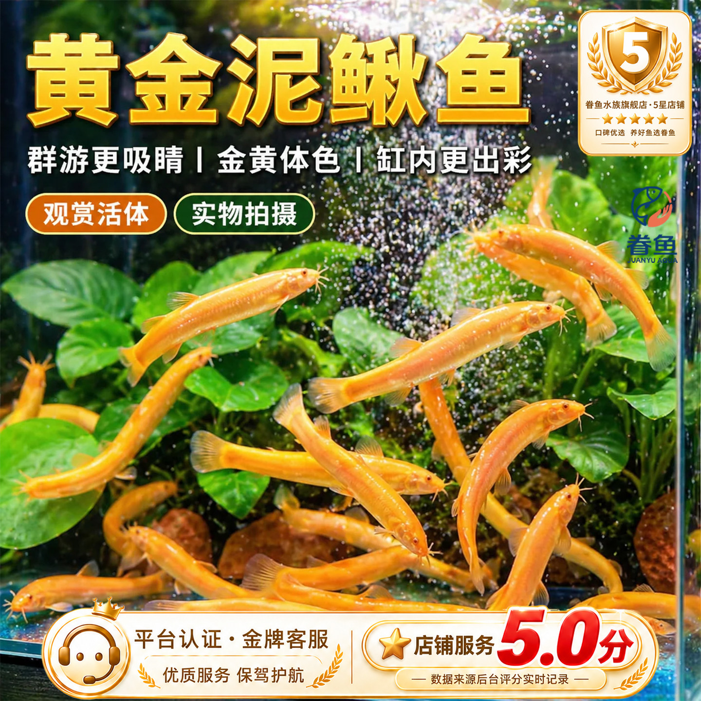 黄金泥鳅冷水观赏鱼缸清道夫清洁工具鱼金泥鳅淡水活体好养耐活鱼