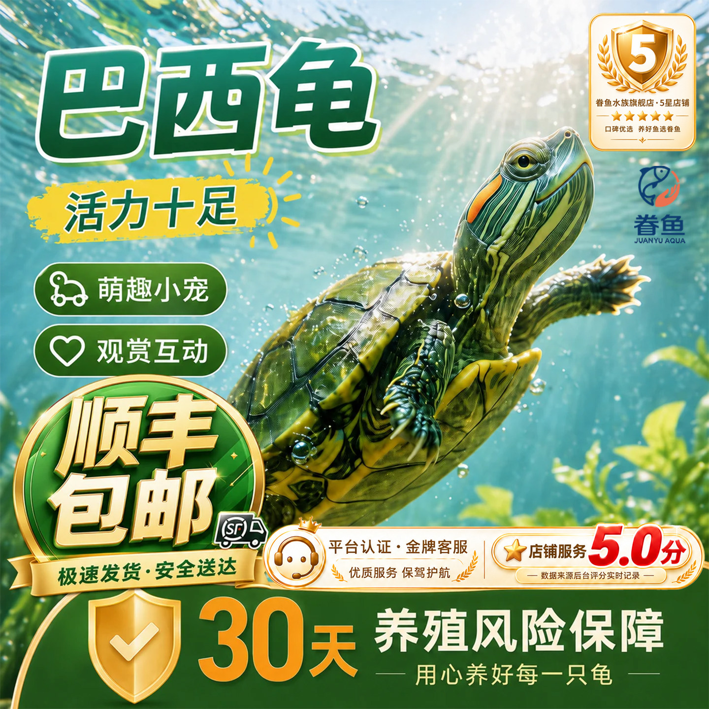乌龟活物大巴西龟小长寿观赏宠物龟黄金巴西龟绿色情侣红耳龟