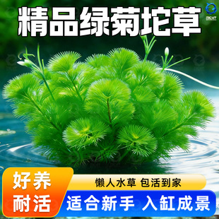 鱼缸水草活体绿菊新手好耐养绿色增氧净化水质阴性九冠水芹蜈蚣草