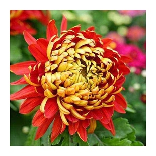 极速金背大红色菊花盆栽带花苞发货E大花四季开花室内室外花卉植