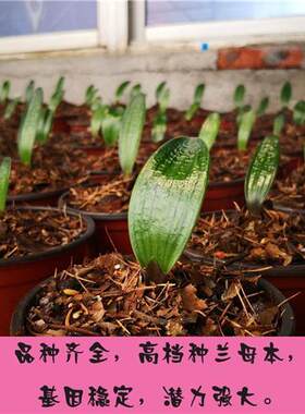 新品九块九5颗一叶苗君子兰保成活蜡膜麻L脸短叶品种室内盆栽花卉