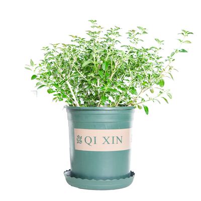 新品June dsnow bonsai evergreen plants garden green plants f