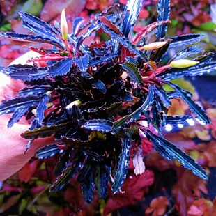 新品草屿水景辣j椒榕柯达岗柯达冈科达岗椒榕水草椒草造景针叶辣