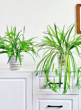 仿真金边吊兰盆栽适用于室内装饰仿真绿植 垂吊式假花盆景 塑料花