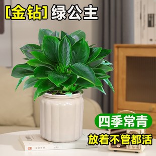 金钻盆栽大叶绿公主绿萝盆栽室内绿植好养适合懒人养水培植物工位