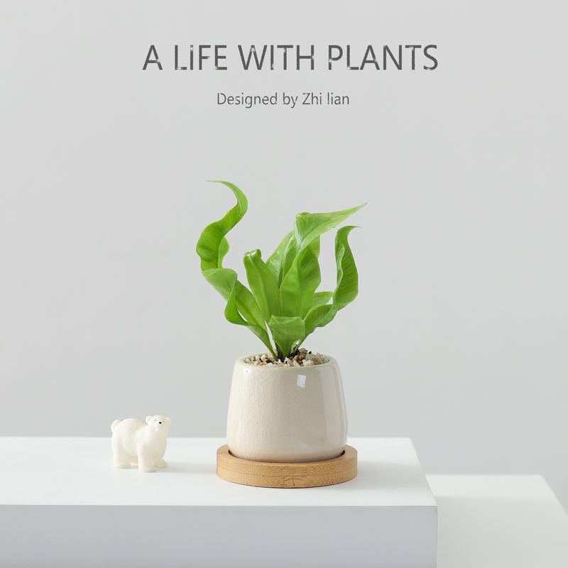 鸟巢蕨盆栽办公室内桌面迷你绿植物好养活观叶网红氛围感四季常青