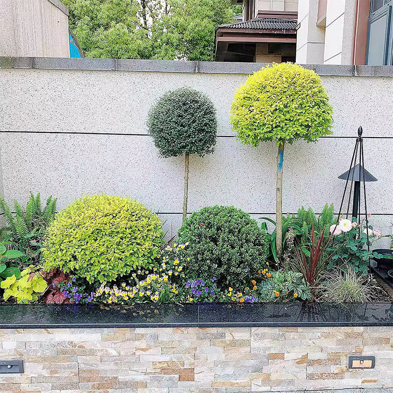 亮晶女贞球庭院园林别墅花境常绿造景植物棒棒糖花园造型盆景冬青