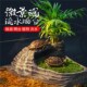 乌龟躲避屋洞穴鱼缸造景爬台装 饰高水位晒背浮岛深水爬宠休息窝