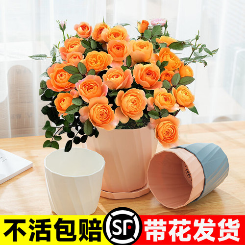 果汁阳台月季花苗盆栽带花苞大苗室内阳台植物花卉玫瑰好养红果汁