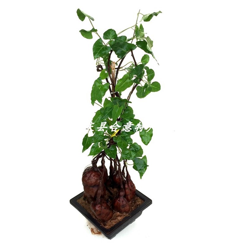 何首乌盆栽 首乌种苗乌发中药材盆景阳台客厅多年生造型绿植包邮