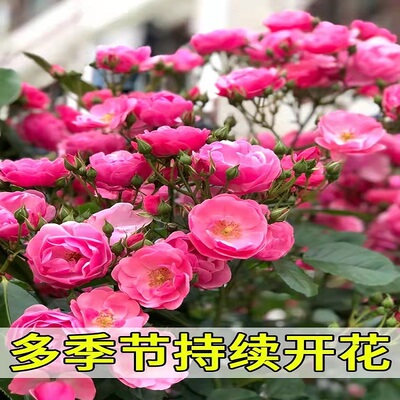安吉拉藤本月季花苗庭院爬藤阳台盆栽植物攀援蔷薇花苗四季好养活