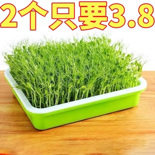 芽苗菜种孑豌豆种籽豌豆苗香椿豆芽麻碗豆种芽菜豆苗水培蔬菜种子