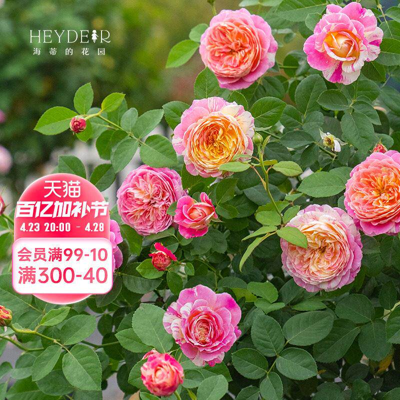 海蒂的花园 莫奈直立月季欧月四季好养阳台庭院花卉植物盆栽花苗