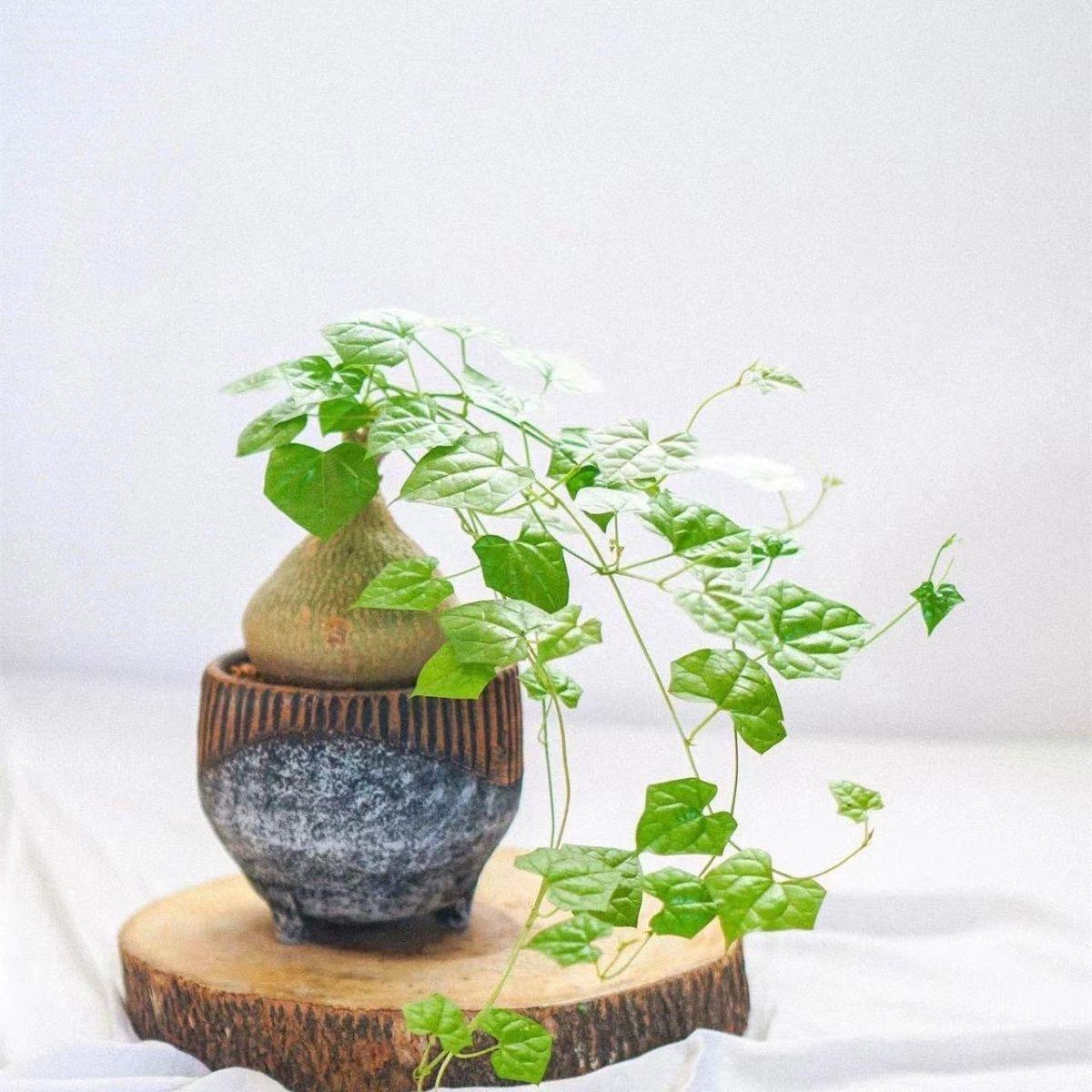 银叶睡布袋 钱袋子 多肉植物网红葫芦科块根爬藤球状盆栽好养绿植