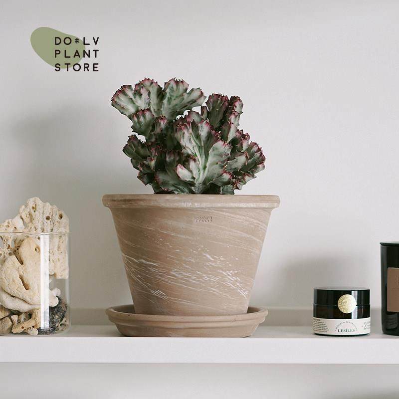 DOLV 豆绿 斯里兰卡缀化仙人掌 紫色彩春峰耐旱植物 好养桌面盆栽