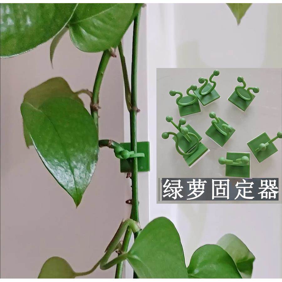 绿萝爬墙神器绿箩固定爬上固定夹攀爬挂钩绿罗扣环无痕绿植固定器