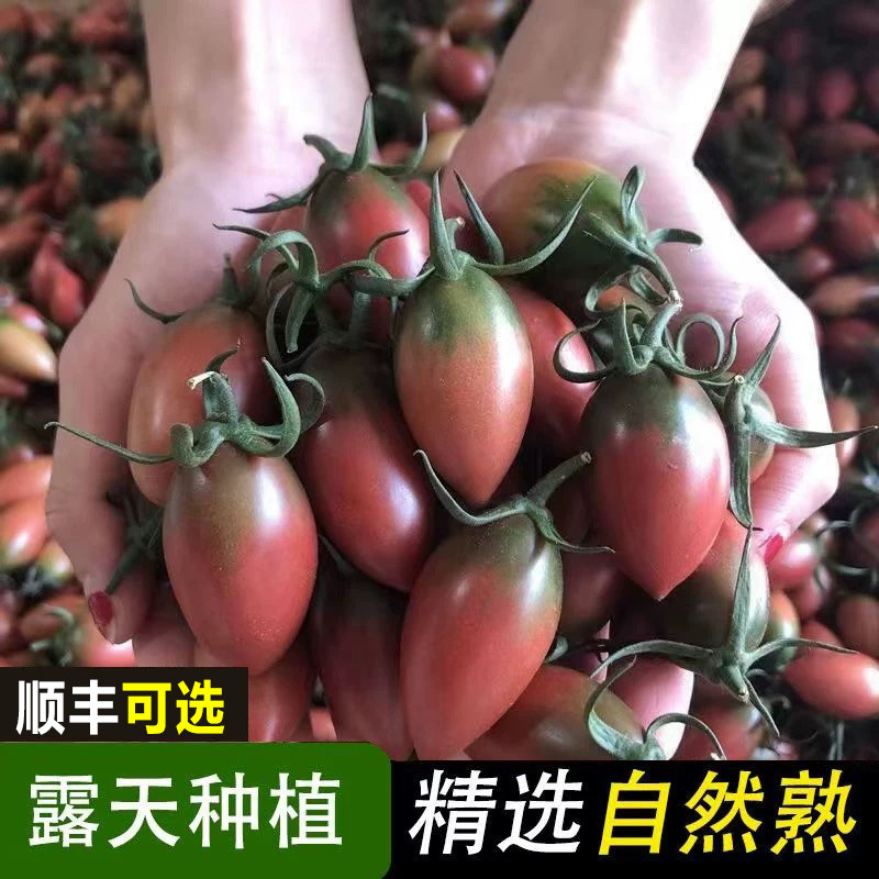 福建迷彩小番茄紫色小西红柿新鲜圣女果子弹头小柿子农家种植脆甜,水产肉类/新鲜蔬果/熟食,番茄,淘宝优惠券,粉丝福利购,淘宝优惠卷