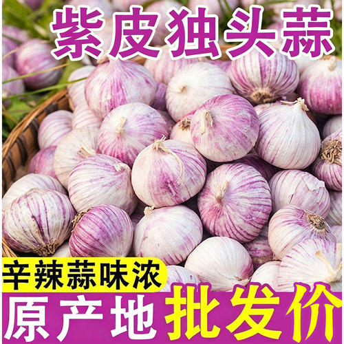 2026独头蒜干蒜大蒜头新鲜蒜紫皮圆头独蒜红辣蒜5斤蔬菜当季包邮