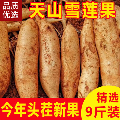 云南天山雪莲果新鲜水果10斤黄肉红心一级整箱正宗当季农产品批发