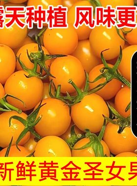 福建黄金圣女果新鲜小番茄农家地种植现摘水果蔬菜樱桃黄圣女果