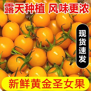 福建黄金圣女果新鲜小番茄农家地种植现摘水果蔬菜樱桃黄圣女果