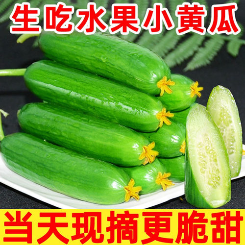精选品质水果黄瓜5斤新鲜生吃小黄瓜青瓜时令蔬菜白玉女即食旱10