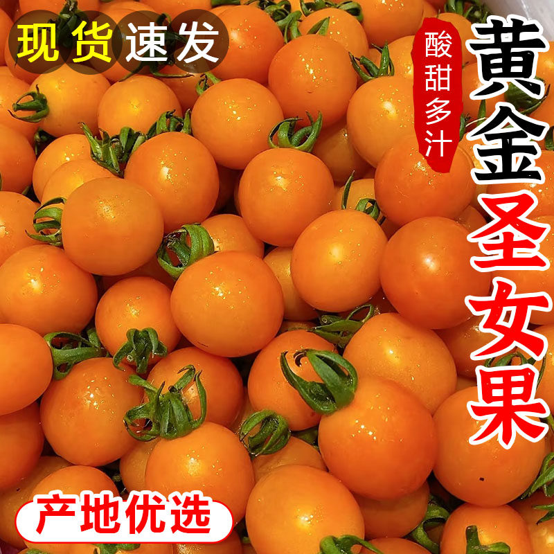 福建黄金圣女果新鲜小番茄农家地种植现摘水果蔬菜樱桃黄圣女果