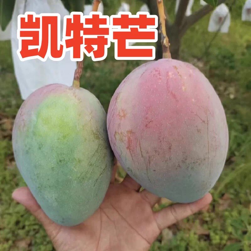 四川攀枝花凯特芒果新鲜应季水果澳芒青整箱包邮特大青果当季