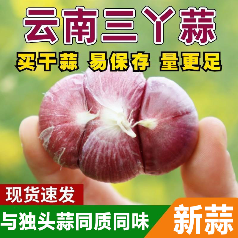 新鲜大理三丫蒜云南紫皮大蒜三瓣蒜干蒜头独头蒜同味农家自种疏菜