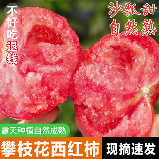 攀枝花沙瓤西红柿新鲜9斤自然熟高山露天种植农家蔬菜老品种番茄