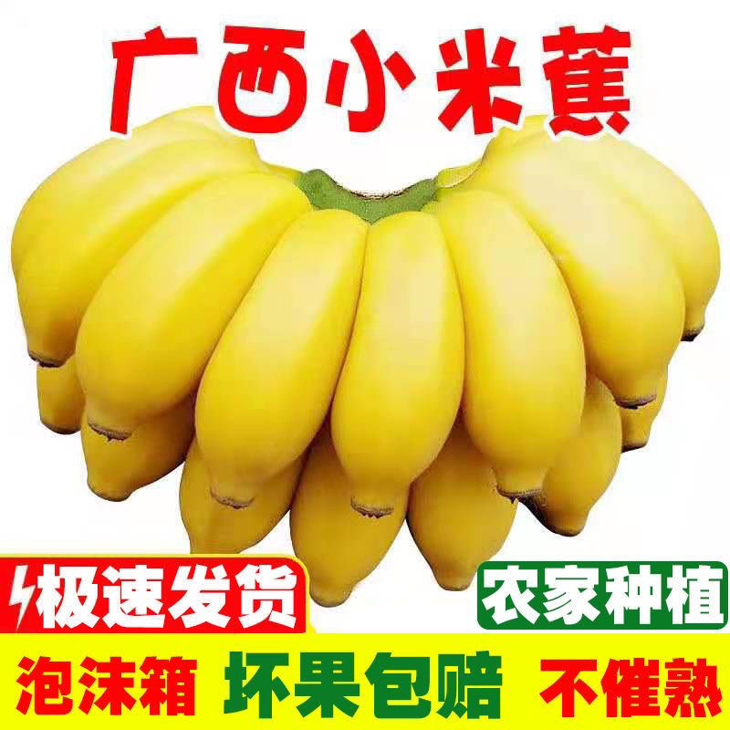 广西小米蕉香蕉水果新鲜青蕉芭蕉心当季自然熟皇帝蕉苹果整箱包邮