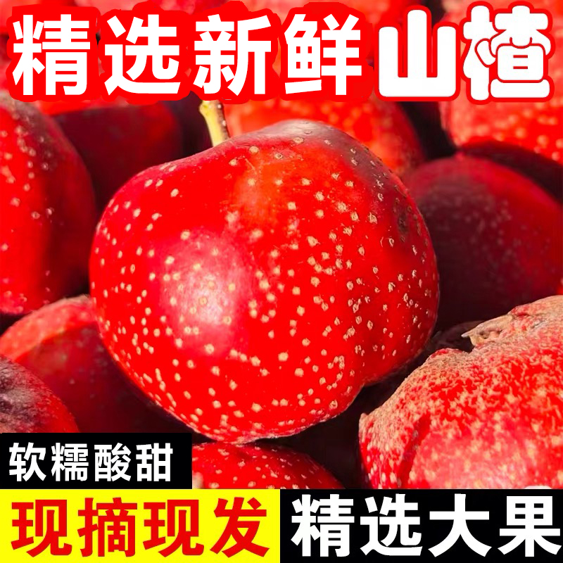 新鲜山楂果5斤山楂新鲜山楂果水果山里红铁山楂冰糖葫芦山楂包邮