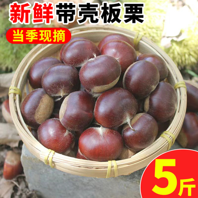 新鲜油板栗粉糯好去皮