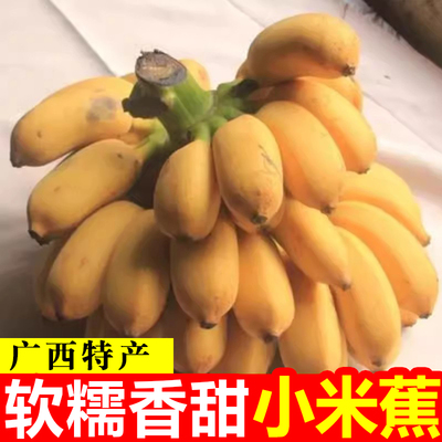 现摘广西小米蕉当季水果新鲜9斤自然熟banana苹果鲜香蕉芭蕉包邮9