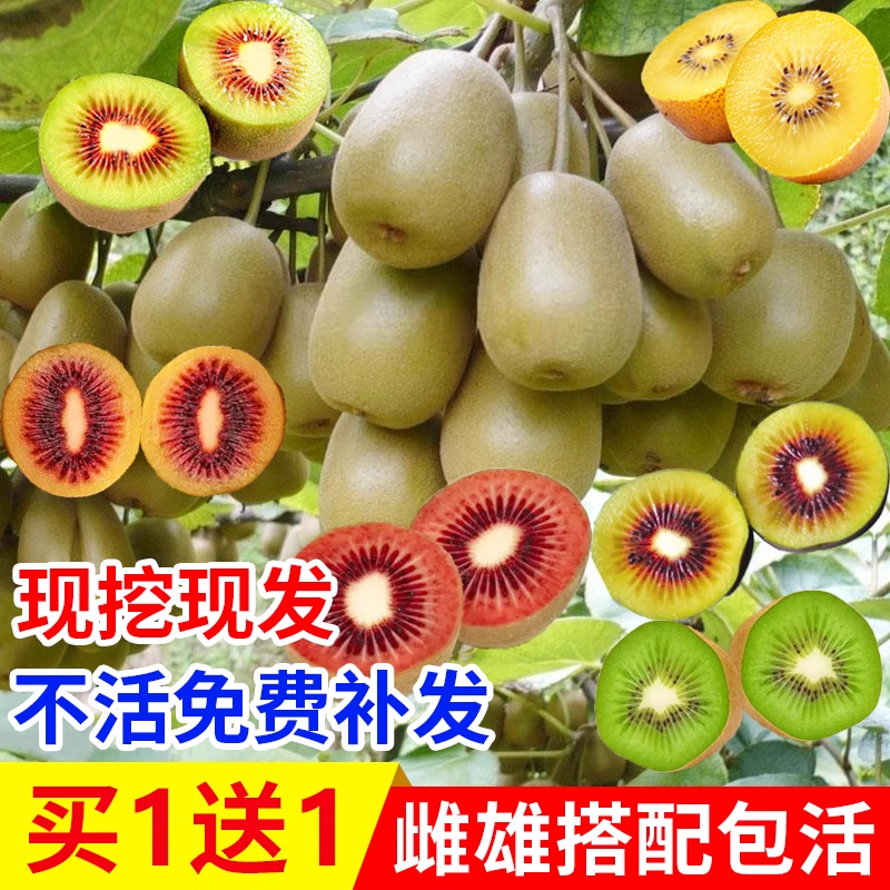 四川红心猕猴桃苗水果树南