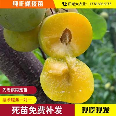 重庆巫山脆李树苗青脆李蜂糖李子树苗早熟三华李晚熟李树嫁接果苗