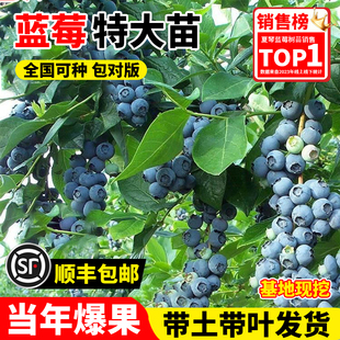 l25蓝莓树果苗盆栽南北方耐寒种植特大号小苗带果发货果树奥尼尔