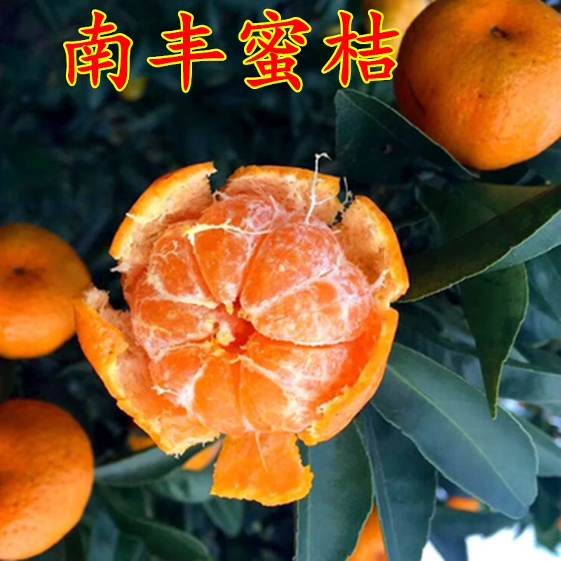正宗江西南丰蜜桔苗嫁接南丰蜜橘树苗贡桔早熟桔子无核果树苗南方