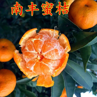 正宗江西南丰蜜桔苗嫁接南丰蜜橘树苗贡桔早熟桔子无核果树苗南方