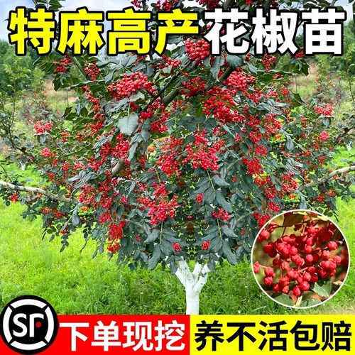 花椒苗树四川大红袍特麻九