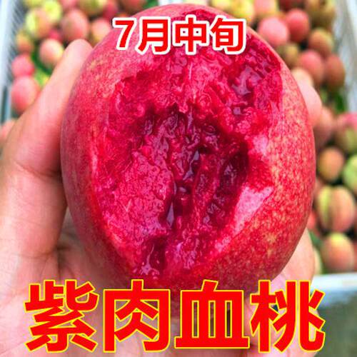 嫁接贵妃血桃树苗中华紫