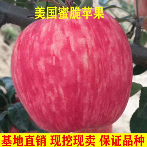 新品种美国蜜脆苹果树苗条