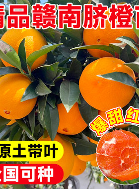 江西赣南脐橙树苗子果庭院