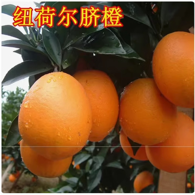 纽荷尔脐橙苗四川嫁接树