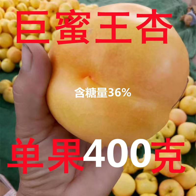 巨密王杏树苗嫁接新品种果树苗脆甜大杏树苗耐寒高产带土果苗盆栽