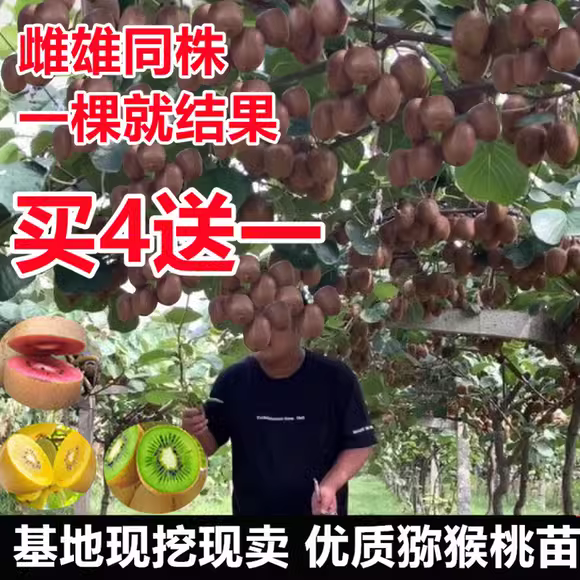 南北种植雌雄同体猕猴桃红心苗庭院猕猴桃树苗栽猕猴桃果苗盆栽地