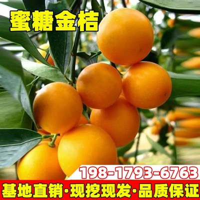 蜜糖金桔果树苗庭院地栽橘子树大树阳台盆栽嫁接金桔树苗当年结果