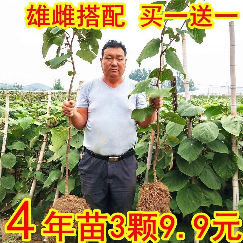 嫁接猕猴桃苗红心徐香软枣图片
