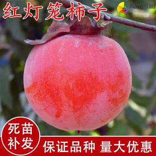 红灯笼柿子树苗-嫁接果树苗盆栽地栽南方北方种植庭院养护抗严寒
