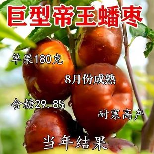 特大果无核龙蟠枣树苗嫁接巨型枣树果苗耐寒南北方种植当年结果